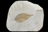 Detailed Fossil Hackberry Leaf - Montana #80786-1